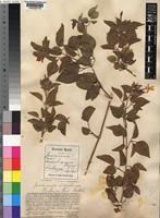 Type of Jasminum somaliense Baker [family OLEACEAE]