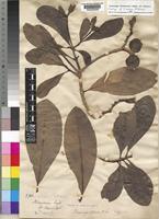 Isotype of Voacanga obtusa K.Schum. [family APOCYNACEAE]