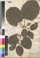 Isotype of Chlorocodon whiteii Hook.f. [family ASCLEPIADACEAE]
