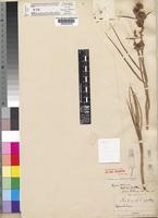 Type of Xysmalobium holubii Scott-Elliot [family ASCLEPIADACEAE]