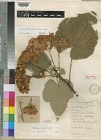 Dombeya burgessiae Gerrard ex Harv. [family STERCULIACEAE]