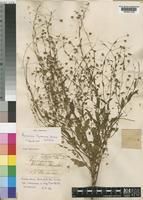 Hermannia tigreensis Hochst. ex A.Rich. [family STERCULIACEAE]