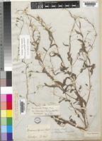 Hermannia kirkii Mast. [family STERCULIACEAE]