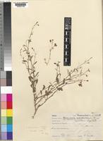 Type of Hermannia modesta Planch. subvar. macropetala Engl. [family STERCULIACEAE]