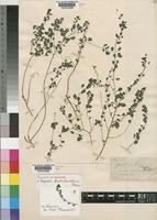 Holotype of Droguetia gaudichaudiana W.Marais [family URTICACEAE]