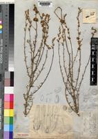 Type of Sericorema remotiflora Lopr. [family AMARANTHACEAE]