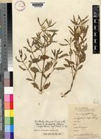 Cyathula lanceolata Schinz [family AMARANTHACEAE]