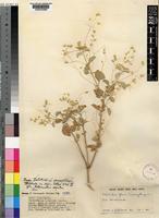 Psilotrichum gloveri Suess. [family AMARANTHACEAE]