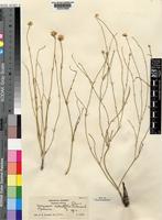 Mechowia redactifolia C.C.Towns. [family AMARANTHACEAE]