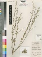 Holotype of Polyrhabda atriplicifolia C.C.Towns. [family AMARANTHACEAE]