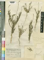 Lophiocarpus gracilis (A.W.Hill) Engl. [family PHYTOLACCACEAE]