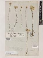 Isotype of Antennaria triplinervis Sims var. intermedia DC. [family COMPOSITAE]