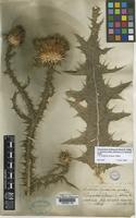 Type of Onopordum illyricum L. var. gigantea [family COMPOSITAE]