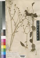Lapsana communis L. [family COMPOSITAE]