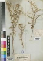 Dicoma tomentosa Cass. [family COMPOSITAE]