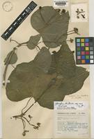 Isotype of Jatropha hintonii Wilbur [family EUPHORBIACEAE]