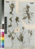 Euphorbia inaequilatera Sond. var. inaequilatera [family EUPHORBIACEAE]