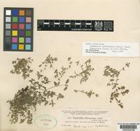Euphorbia thymifolia L. [family EUPHORBIACEAE]