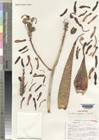 Holotype of Aloe congdonii S.Carter [family ALOACEAE]