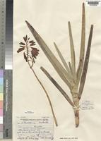 Isotype of Aloe hazeliana Reynolds [family ALOACEAE]