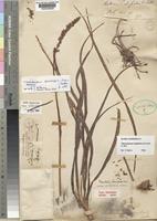 Chlorophytum longifolium Schweinf. ex Baker [family ANTHERICACEAE]