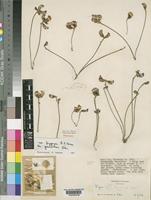 Holotype of Vigna pygmaea R.E.Fr. var. grandiflora Verdc. [family LEGUMINOSAE-PAPILIONOIDEAE]