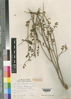 Type of Rhynchosia heterophylla Hauman [family LEGUMINOSAE-PAPILIONOIDEAE]