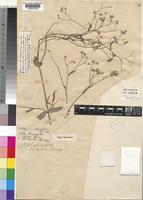 Gutenbergia gracilis Muschl. ex S.Moore [family COMPOSITAE]