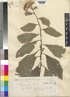 Vernonia glabra unrecorded var. hilli (Hutch.; Dalziel) C.D.Adams [family COMPOSITAE]