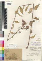 Brachythrix glomerata (Mattf.) C.Jeffrey [family COMPOSITAE]