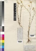 Nidorella resedifolia DC. subsp. resedifolia [family COMPOSITAE]
