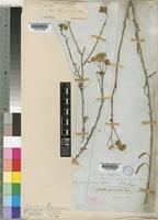 Nidorella resedifolia DC. [family COMPOSITAE]