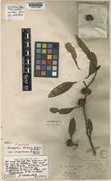 Syntype of Eucalyptus dumosa A. Cunn ex Schauer var. conglobata R. Br. ex Benth. [family MYRTACEAE]