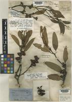 Type of Eucalyptus rugosa Blakely [family MYRTACEAE]