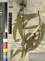 Isotype of Eucalyptus elaeophora F.Muell. [family MYRTACEAE]