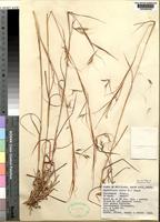 Holotype of Hyparrhenia anamesa W.D.Clayton [family POACEAE]