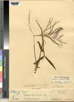 Digitaria horizontalis in Global Plants on JSTOR