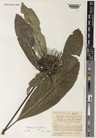 Holotype of Pavetta pocsii Bridson [family RUBIACEAE]