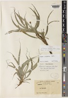 Isotype of Mapania caudata Kükenth. [family CYPERACEAE]