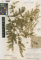 Holotype of Abarema barbouriana ( Standl.) Barneby & J.W.Grimes var. barbouriana [family LEGUMINOSAE-MIMOSOIDEAE]