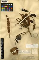 Isotype of Punjuba killipii Britton & Rose [family LEGUMINOSAE-MIMOSOIDEAE]