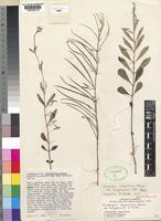 Type of Ceropegia abyssinica Decne. var. songeensis H.Huber [family ASCLEPIADACEAE]