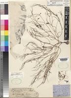 Brachystelma plocamoides Oliv. [family ASCLEPIADACEAE]