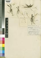 Type of Angraecum flanaganii Bolus [family ORCHIDACEAE]