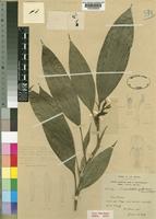 Type of Diceratostele gabonensis Summerh. [family ORCHIDACEAE]