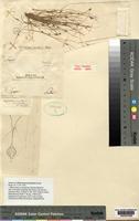 Isotype of Dichromena junciformis Kunth [family CYPERACEAE]