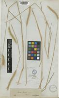 Type of Hordeum procerum Nevski [family POACEAE]