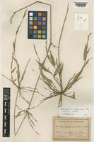Isotype of Arthrostylidium multispicatum Pilger [family POACEAE]