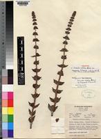 Holotype of Crassula nodulosa Schönland var. longisepala R. Fernandes [family CRASSULACEAE]