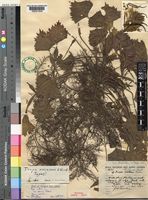 Holotype of Trapa acicularis unrecorded var. vassil Vassiliev [family TRAPACEAE]
